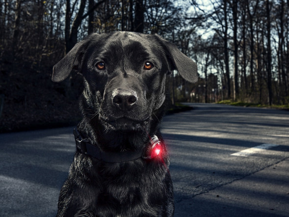Фонарь для собак Orbiloc Dog Dual Signal Colours, желтый в Мытище